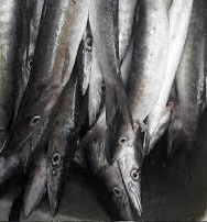 Brochet