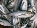 Poisson dangue-dangue
