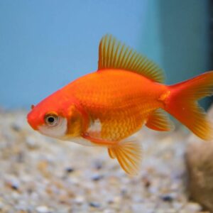 Poisson Rouge