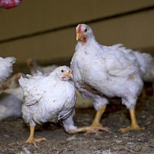 Poulet