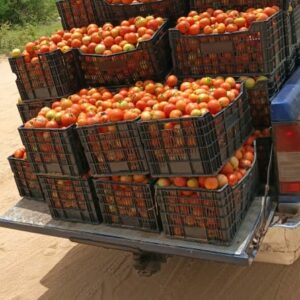 Tomates