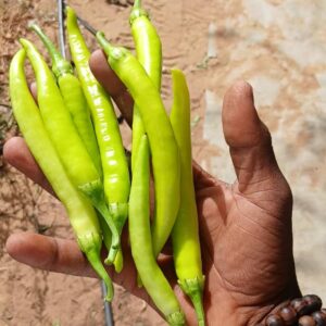 Piment vert