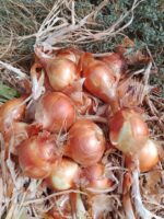IMG-20250916-WA0017
