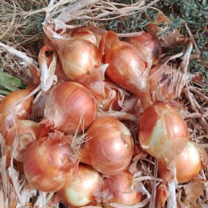Oignons