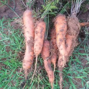 Carottes