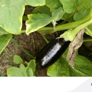 Aubergine