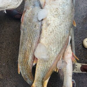 Poisson