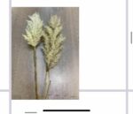 WhatsApp Image 2025-11-03 at 09.03.55